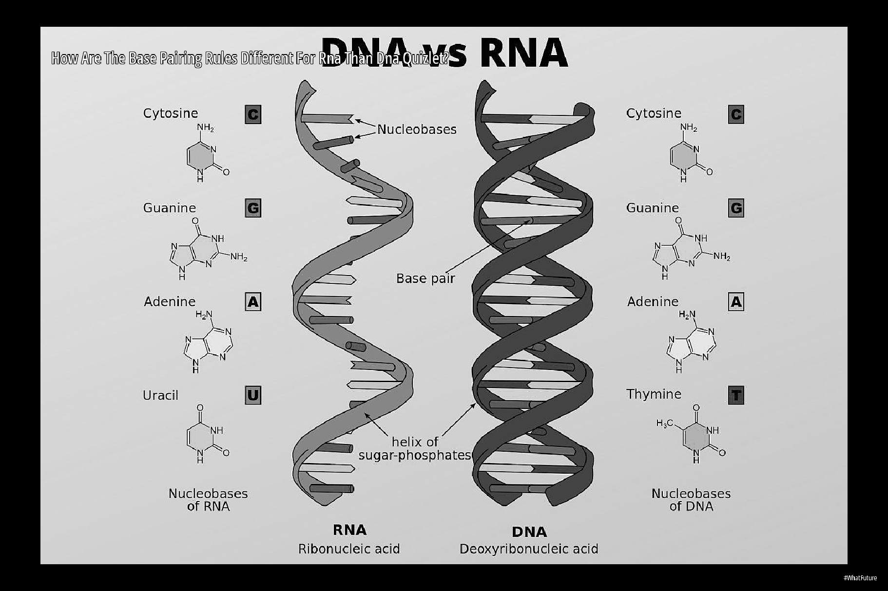 how-are-the-base-pairing-rules-different-for-rna-than-dna-quizlet